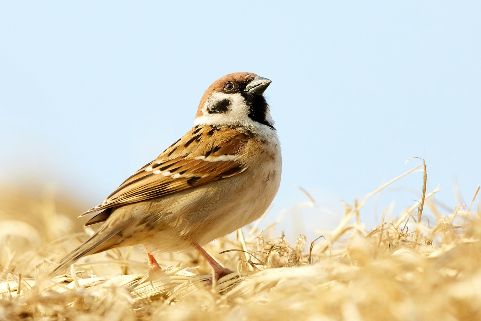 These Birds Are Vanishing From the Midwest’s Grasslands