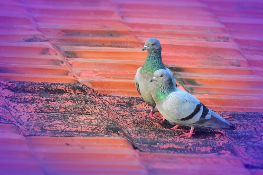 two gray pigeons on brown galvanized roofs