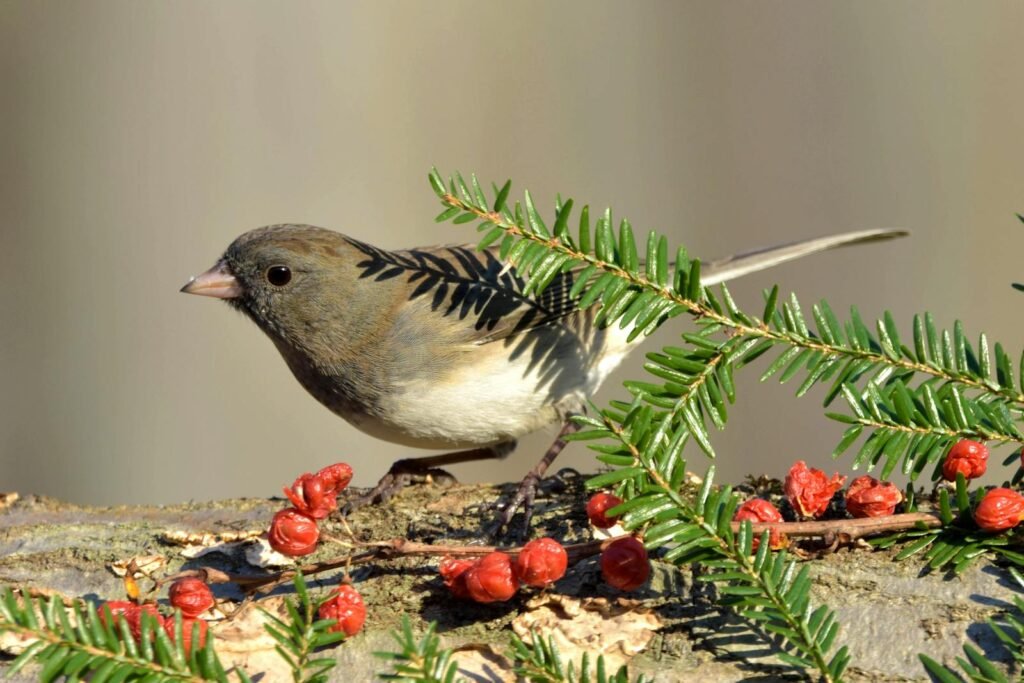 Close-up of a Dark-eyed Junco bird sitting on a log adorned with red berries and native roses