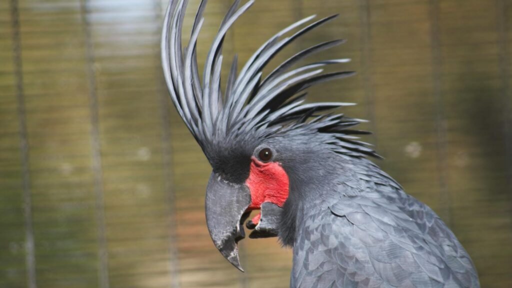 Close-up of a majestic Black Palm Cockatoo with striking red and black plumage.