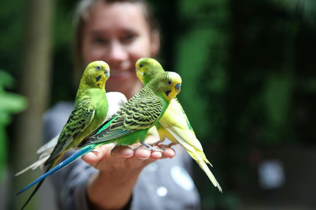 Colorful budgerigars perched on a woman's hand in a lush outdoor setting.