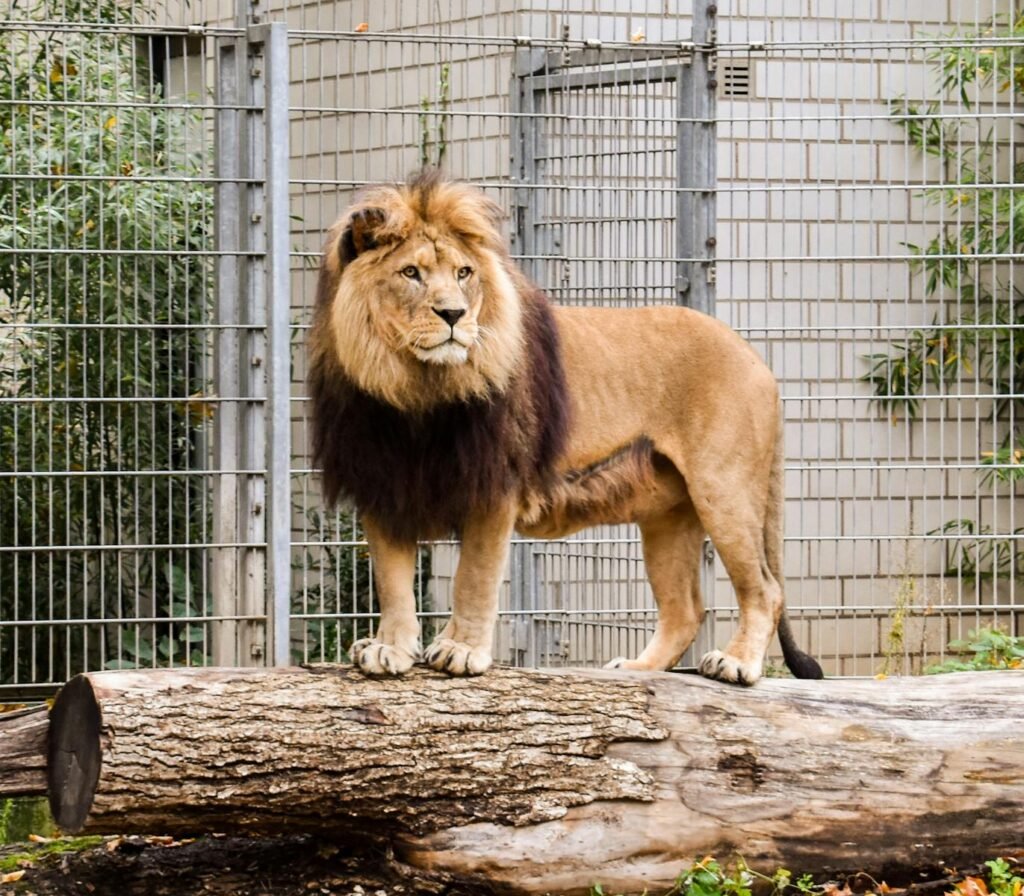 A powerful lion standing on a log within a zoo enclosure, showcasing nature's royalty.