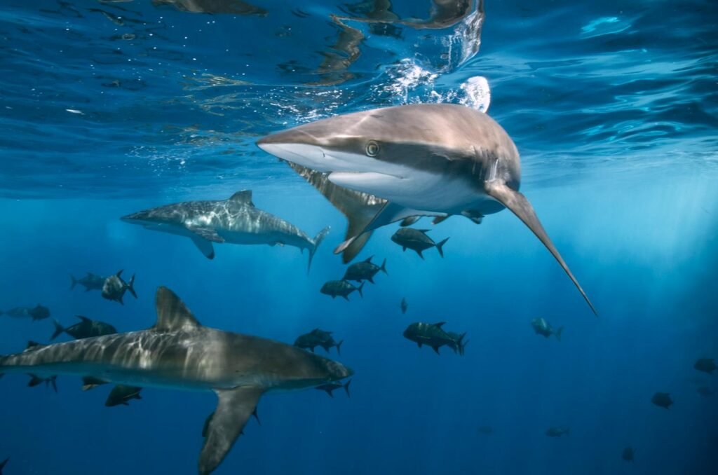 A captivating underwater view featuring a group of sharks swimming freely in a clear blue ocean.