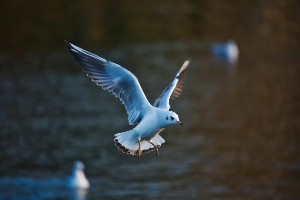 A stunning close-up of a seagull gracefully flying over water, showcasing avian beauty.