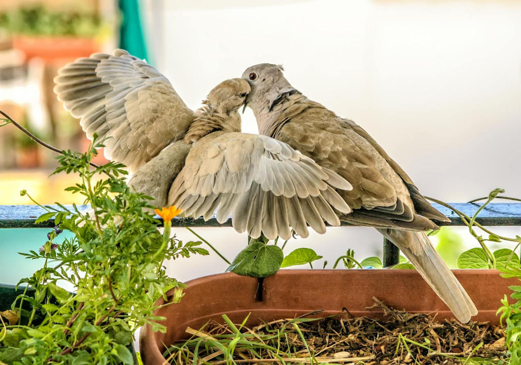 Two doves sharing a tender moment perched on a garden planter, surrounded by vibrant foliage.