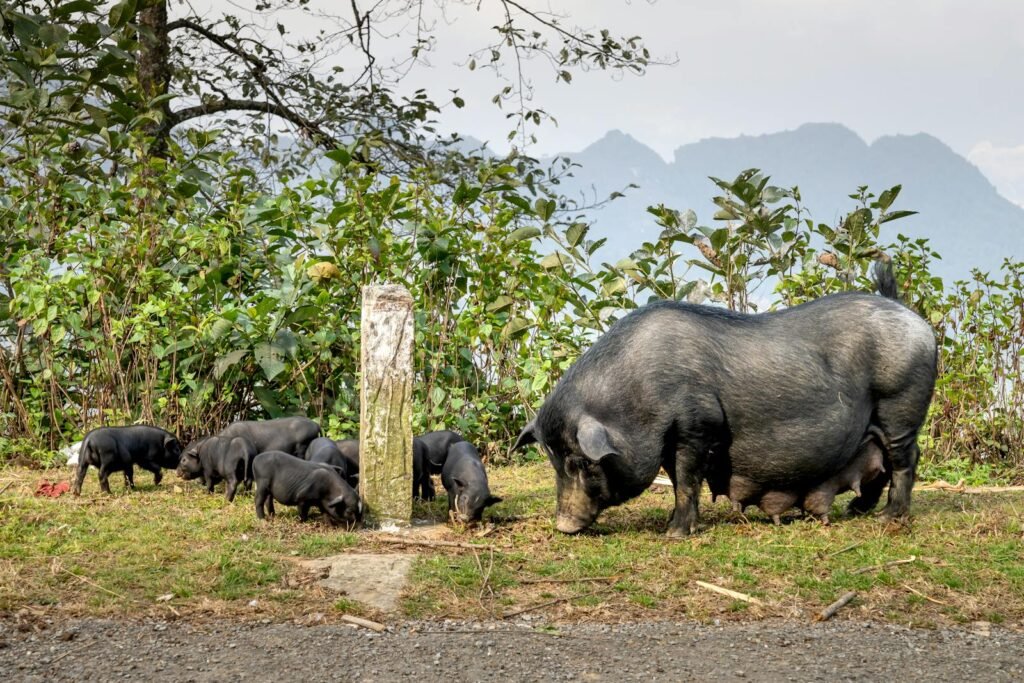Full body large black pig mother and little piglets grazing on grassy lush pasture in hilly farmland