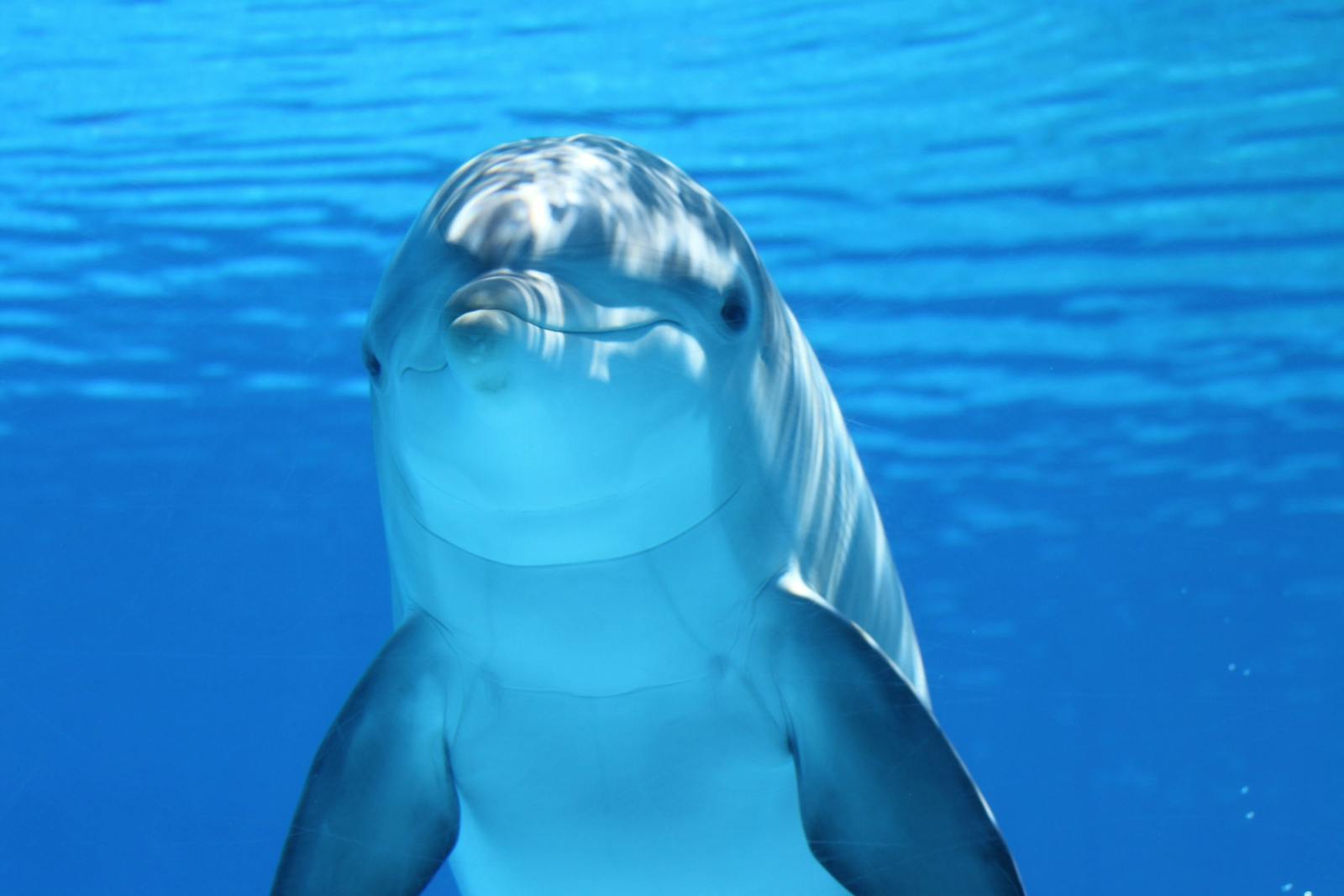 How Dolphins Teach Their Young Complex Hunting Strategies