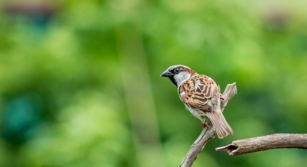 Detailed capture of a house sparrow perched on a branch against a blurred green background.