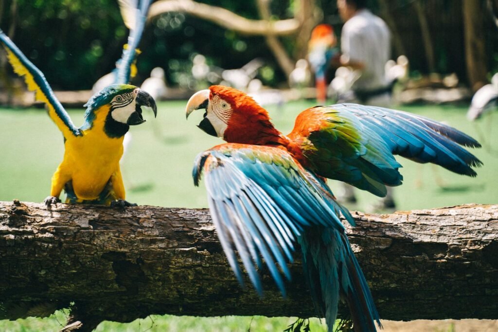 Colorful parrot species interacting on a log in a vibrant outdoor setting.