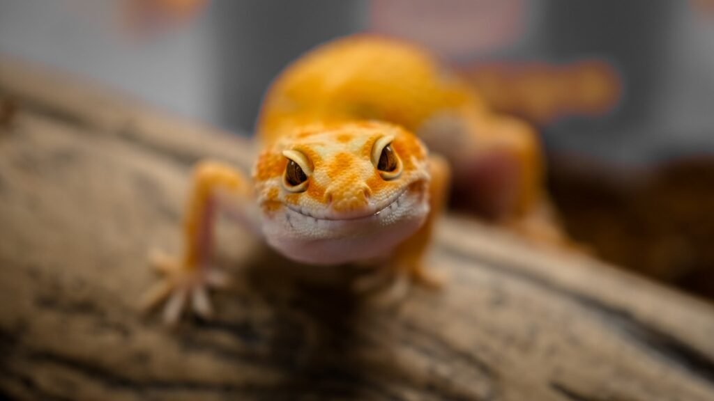 Brown and white lizard on a brown wooden surface.