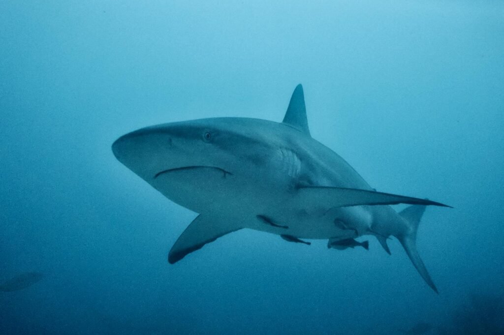 Captivating underwater view of a shark swimming in the ocean depths.