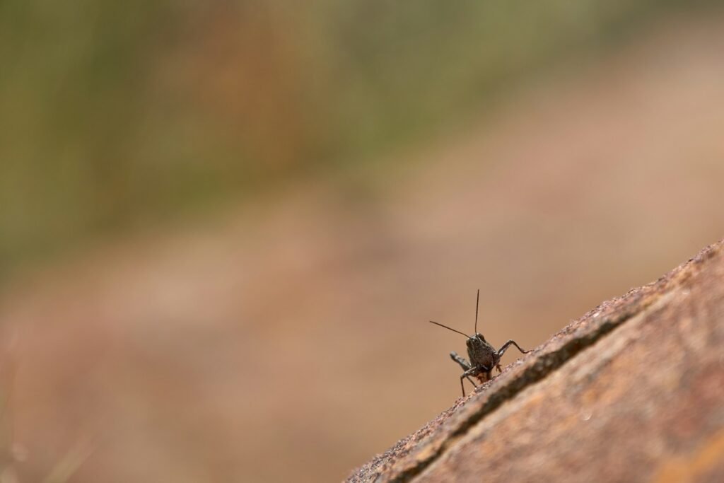brown grasshopper