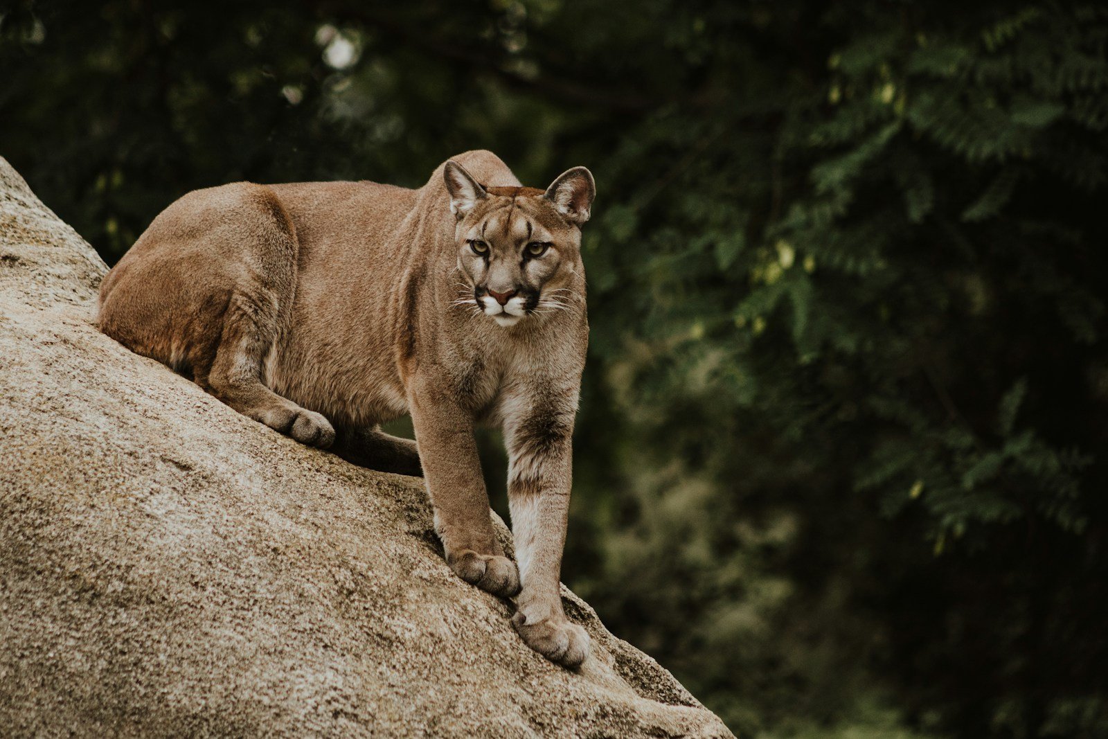 The Ongoing Efforts to Protect Mountain Lions in the U.S.