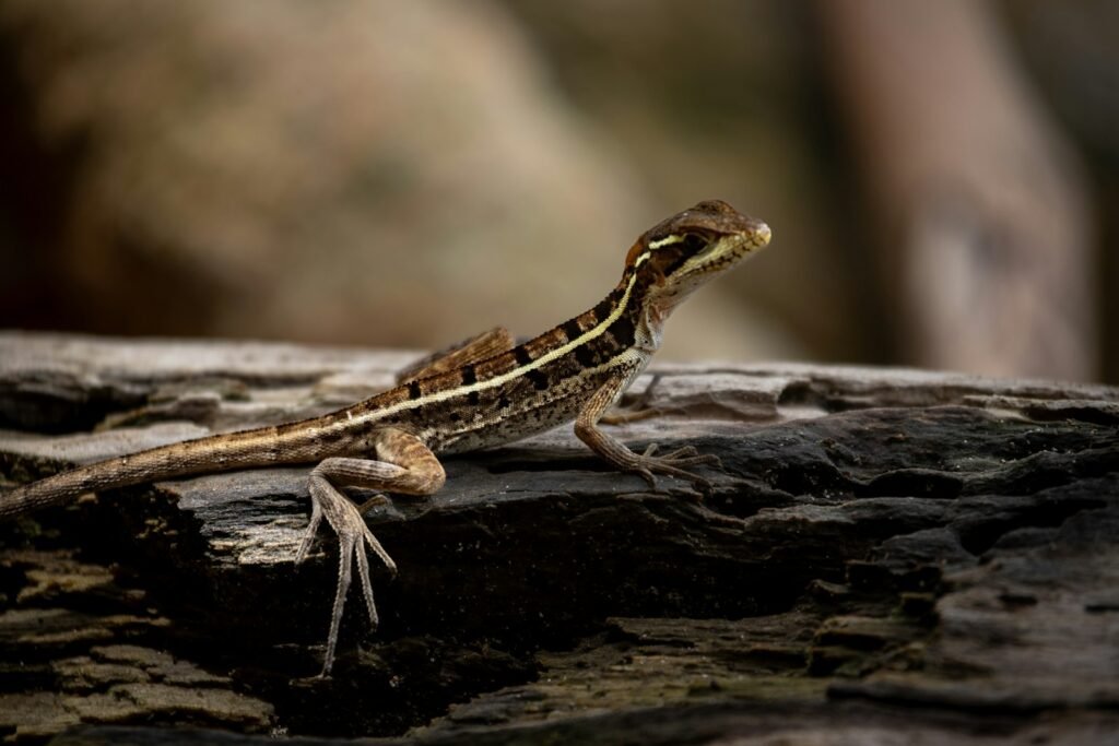 A lizard sitting on top of a wooden log