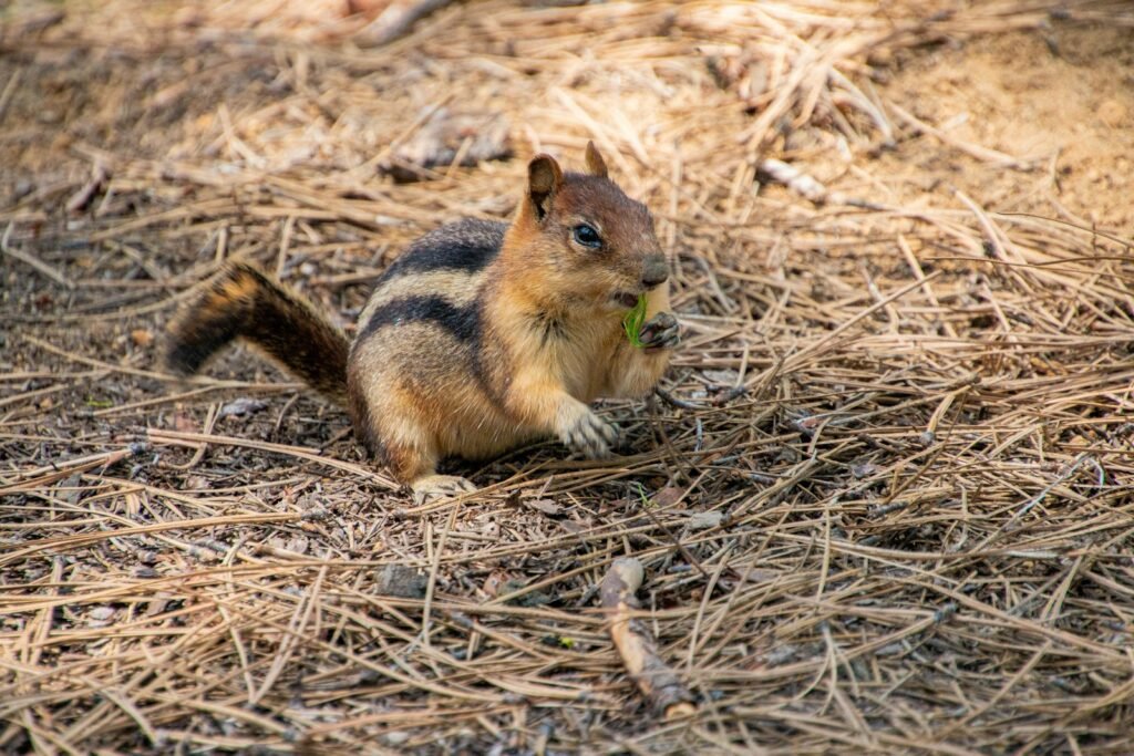 a small squirrel eating a piece of food