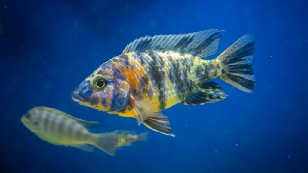 Close-up of a Peacock Cichlid, showcasing its vibrant coloration and distinctive patterns.