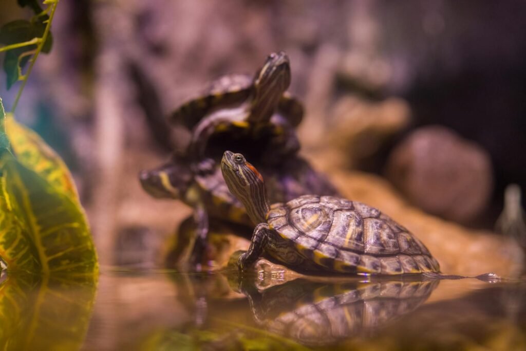 Three young turtles resting together with reflections in a tranquil zoo environment.