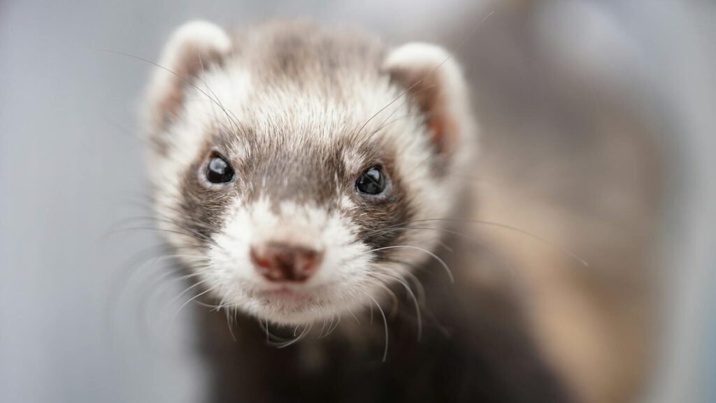 Close-up image of an adorable ferret, showcasing its curious expression in natural light.