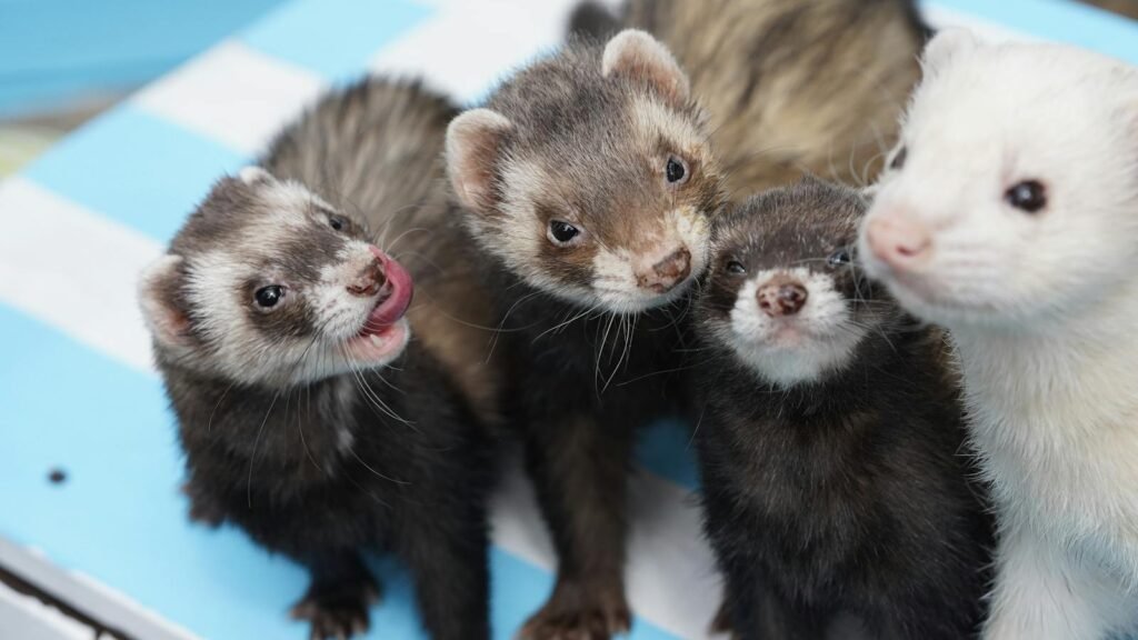Four adorable ferrets gathered closely together, showcasing their playful nature.