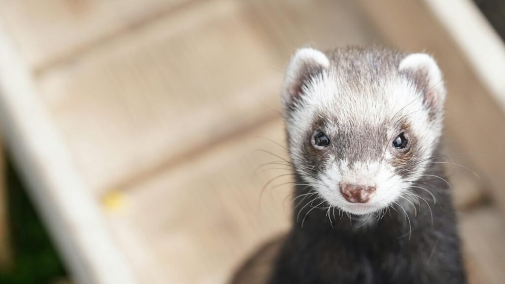 Adorable ferret portrait with whiskers visible, showcasing its curious expression.