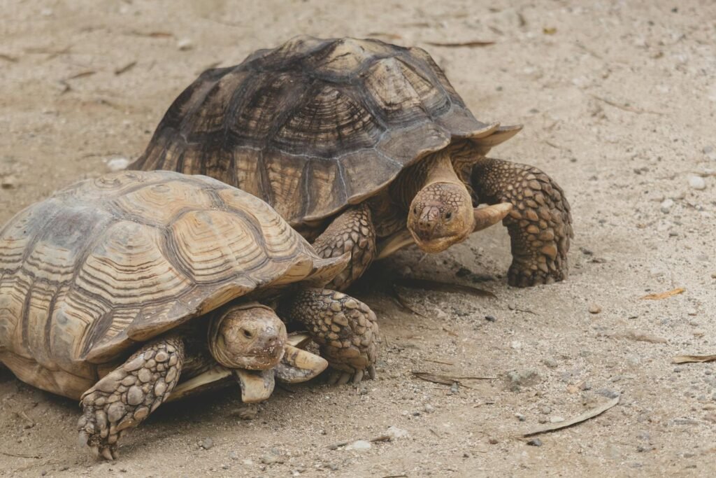Two Sulcata tortoises walking on sandy terrain, showcasing their detailed shells.