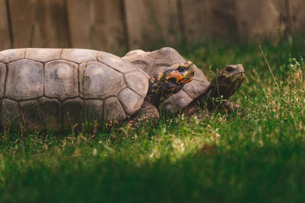 Two tortoises enjoying a sunny day on the grass, showcasing their intricate shell patterns.