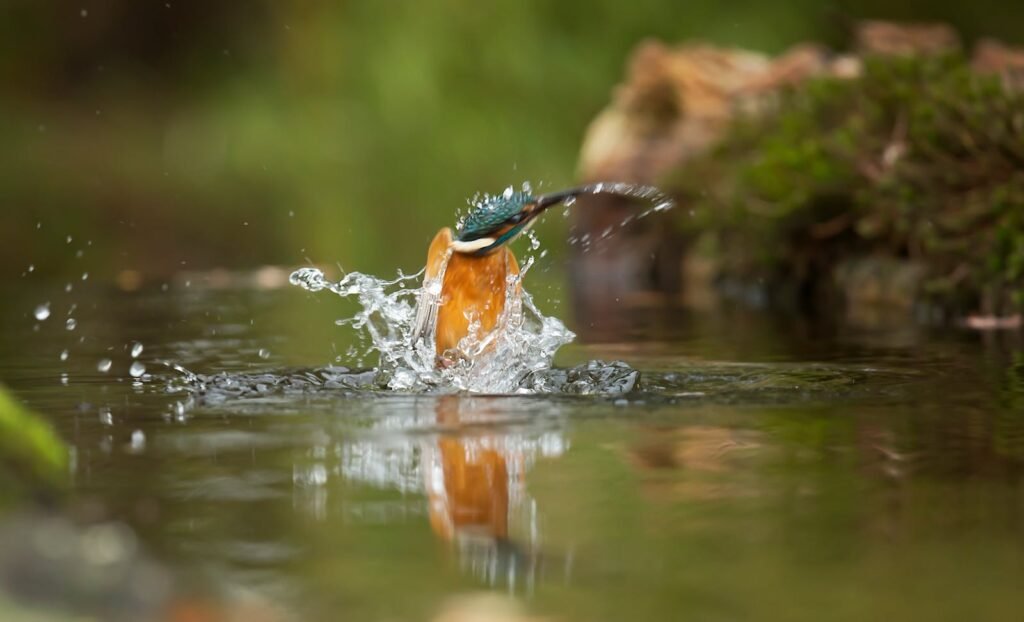 A kingfisher diving into a river, creating a vibrant splash in the serene outdoor setting.