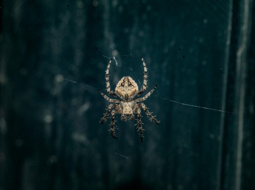 Detailed macro photo of a spider resting on its web against a dark background. Perfect for nature themes.