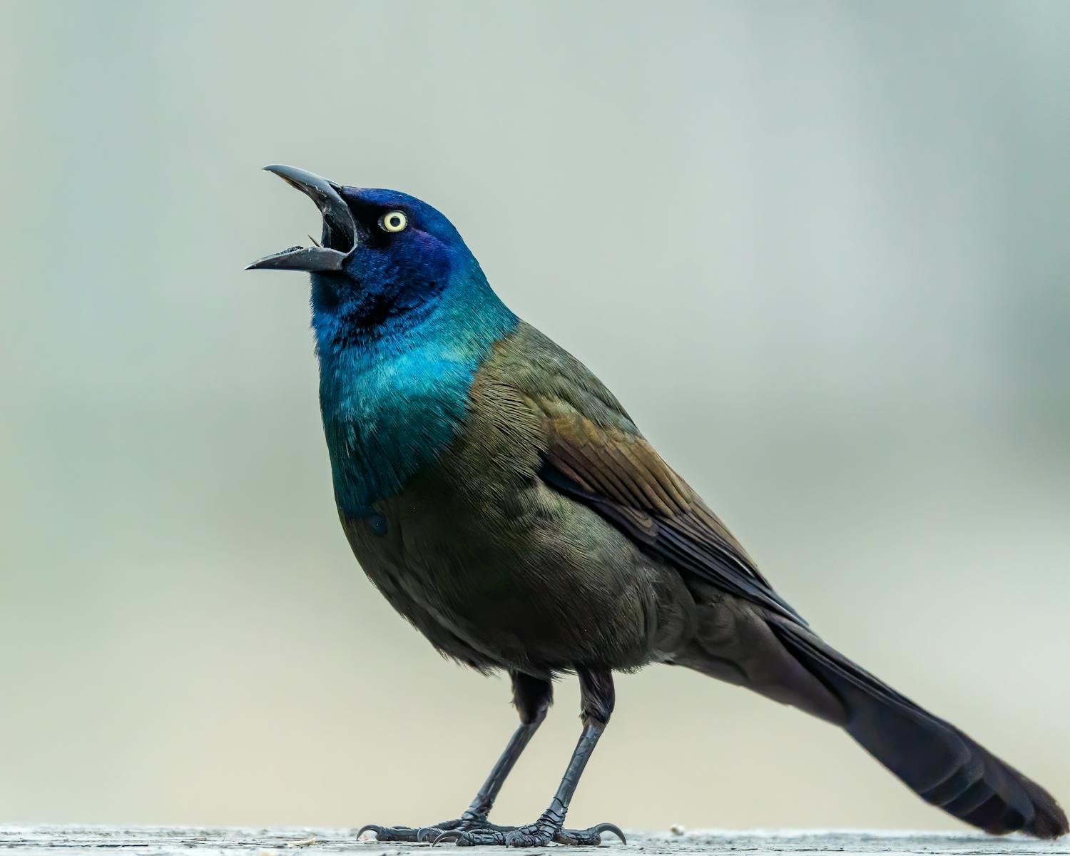 The Different Types of Bird Songs and What They Mean