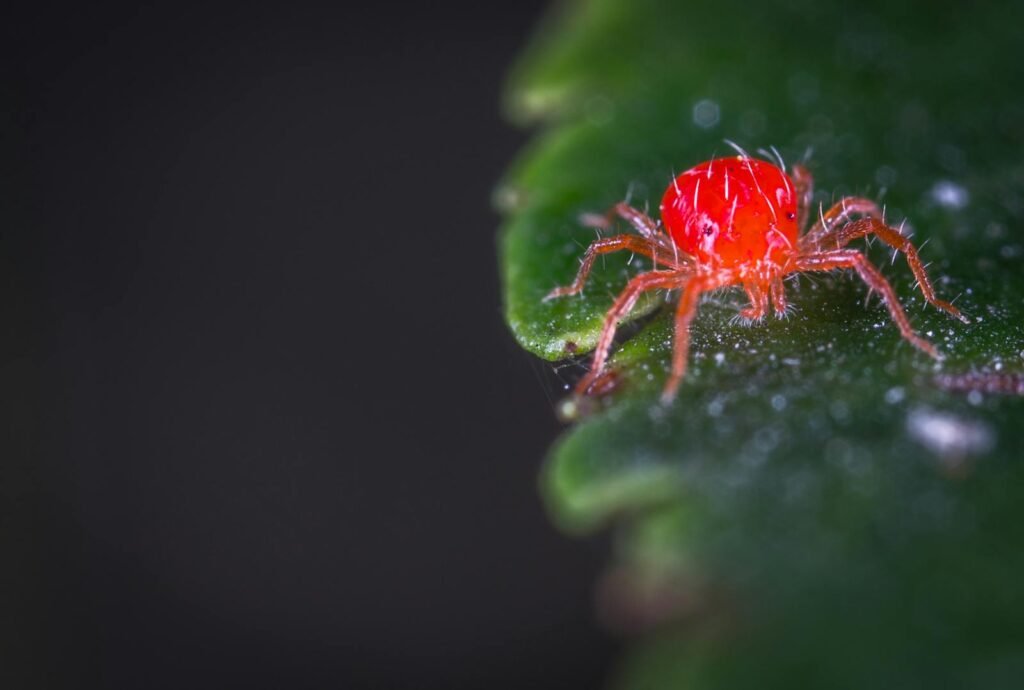 Close-up of a vibrant red spider mite crawling on a green leaf in a garden setting.