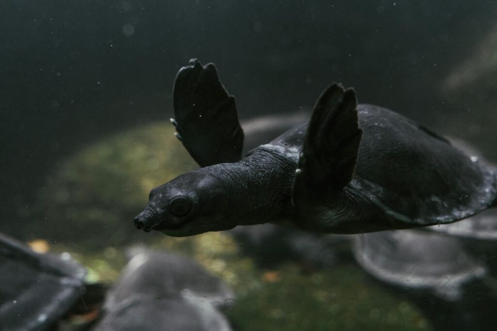 Close-up capture of a turtle gracefully swimming underwater, showcasing its serene movement.