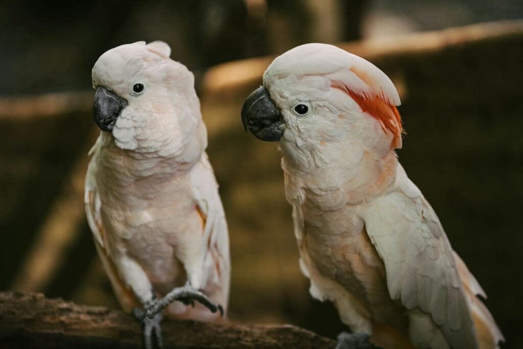 Two Moluccan Cockatoos with vivid plumage perched closely on a branch.