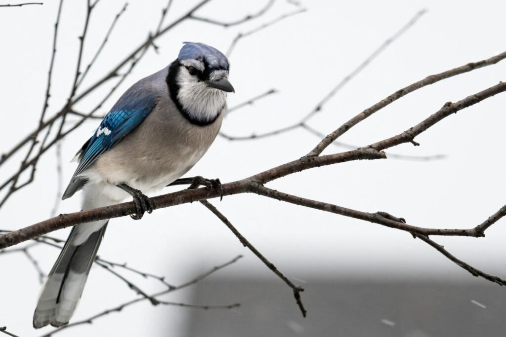 A striking blue jay rests on a bare branch against a clear winter background, showcasing its vivid plumage.