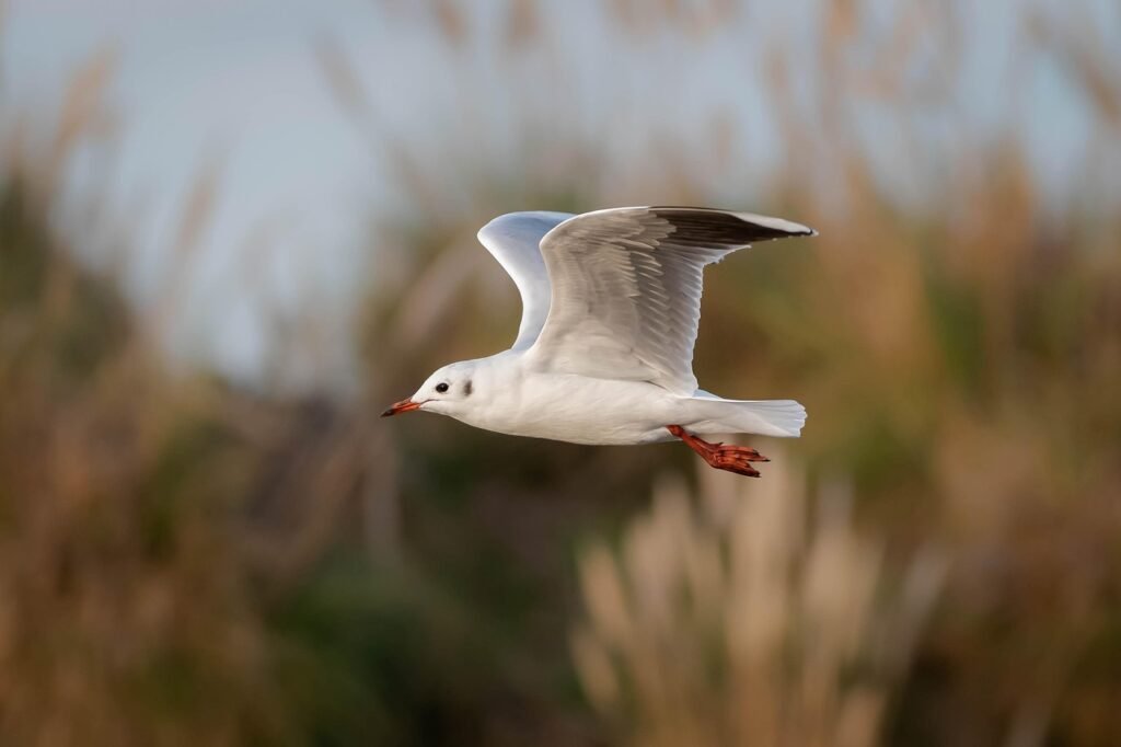 seagull, flying bird, pens, ornithology, bird watching, bird in flight, flying bird, flying bird, flying bird, flying bird, flying bird