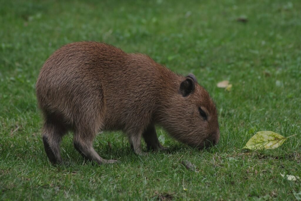 A capybara eating grass in a field