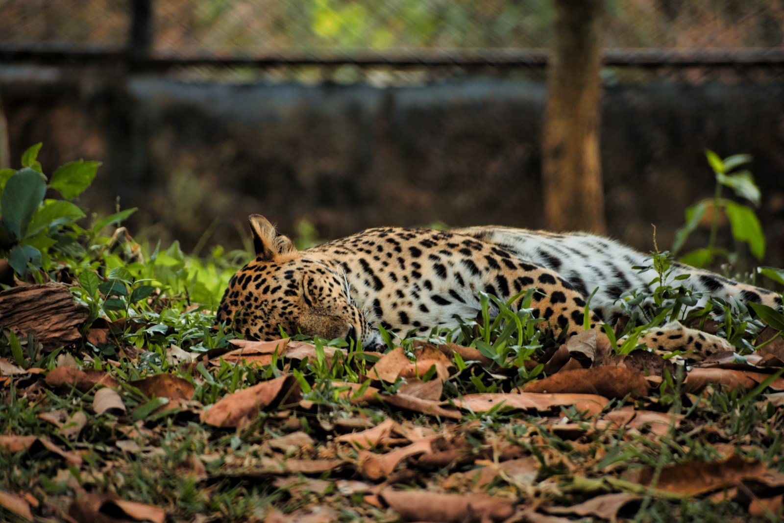 [What Makes the Leopard the Ultimate Stealth Hunter? Biomechanics Explains]