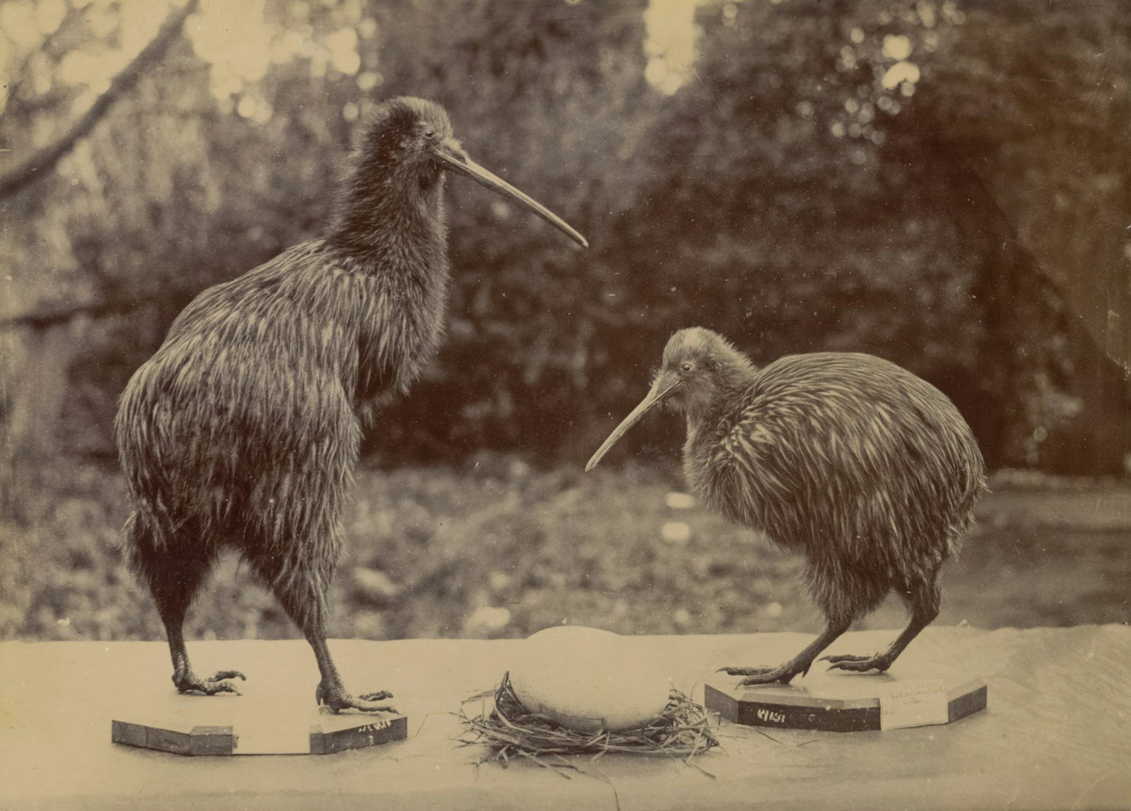 How the Kiwi Bird Evolved Into a Feathered Potato With a Super-Snout