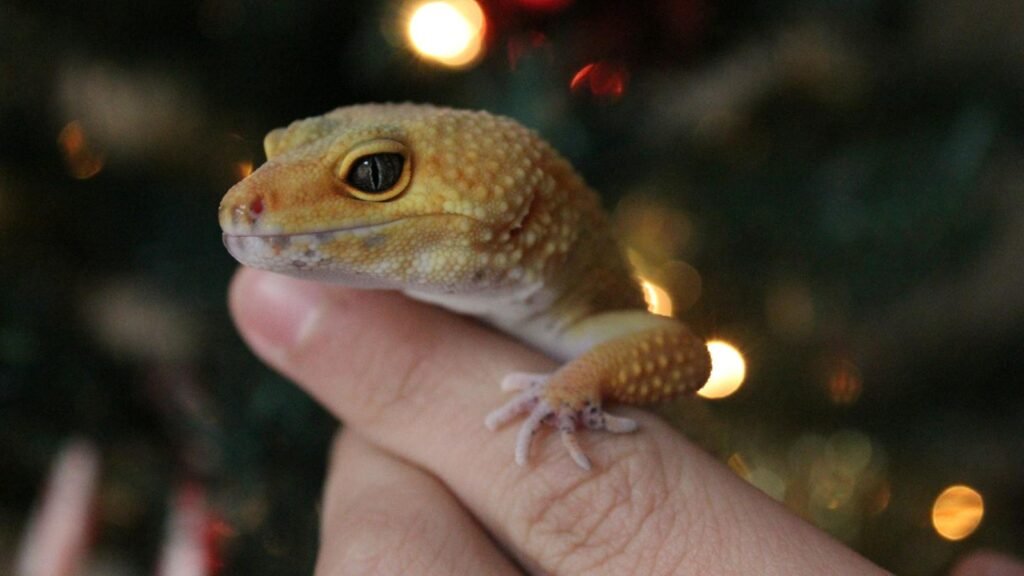 Leopard gecko resting on a hand against a blurred background with warm lights.