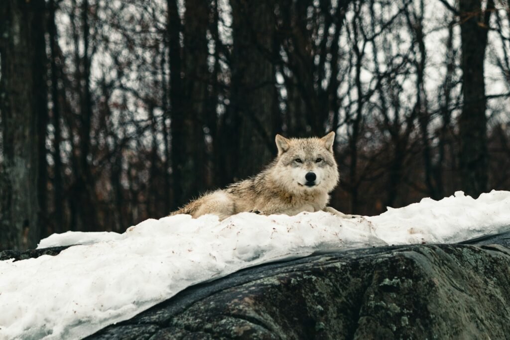 a wolf laying on top of a pile of snow
