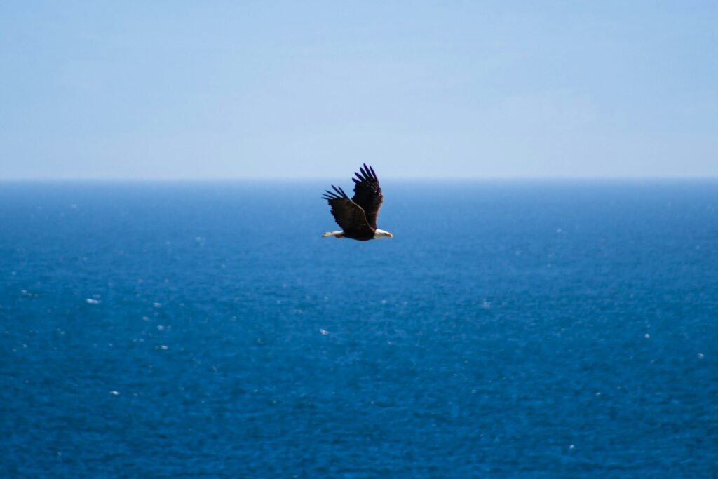 flying bird under blue sky at daytime