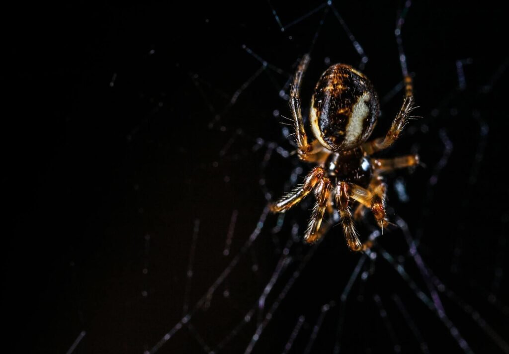 Macro shot of a spider intricately woven into its web against a dark background.
