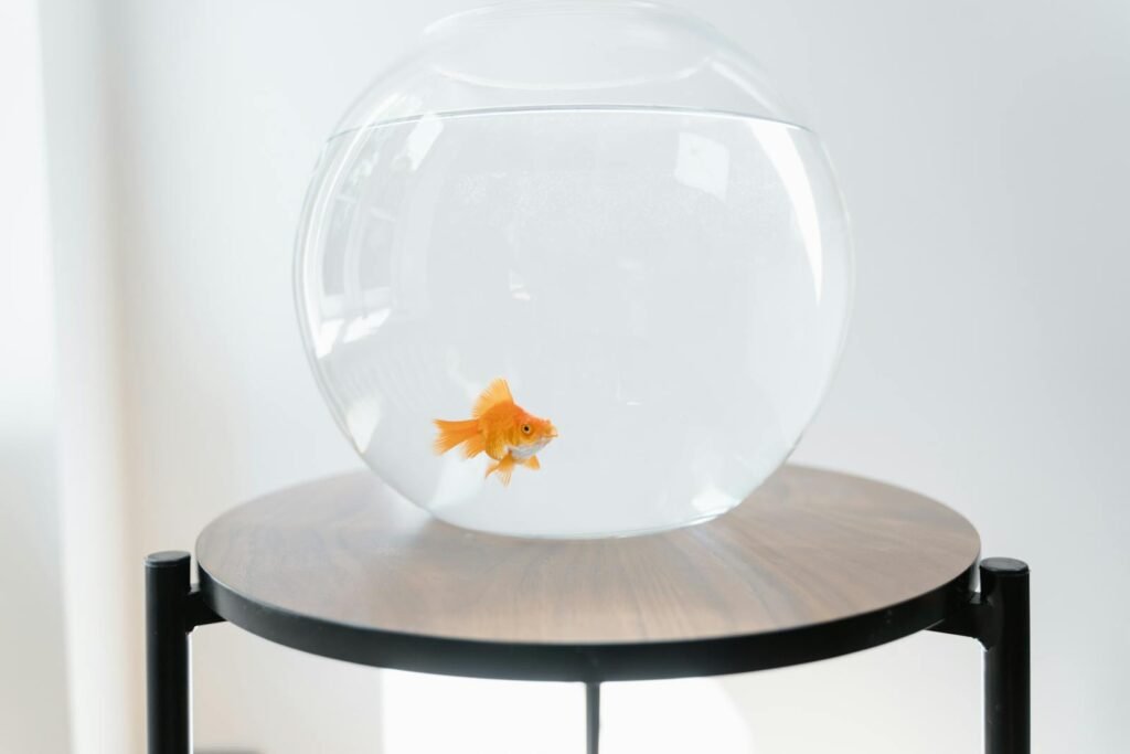 A solitary goldfish swims in a clear glass bowl placed on a minimalist wooden table indoors.