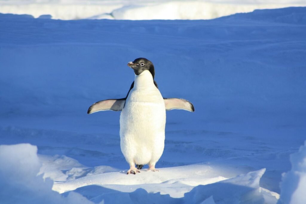 Adélie penguin standing on ice in Antarctica, showcasing its natural winter habitat.