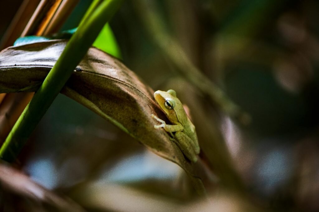 A detailed close-up of a frog resting on a leaf, featuring rich textures and natural colors.