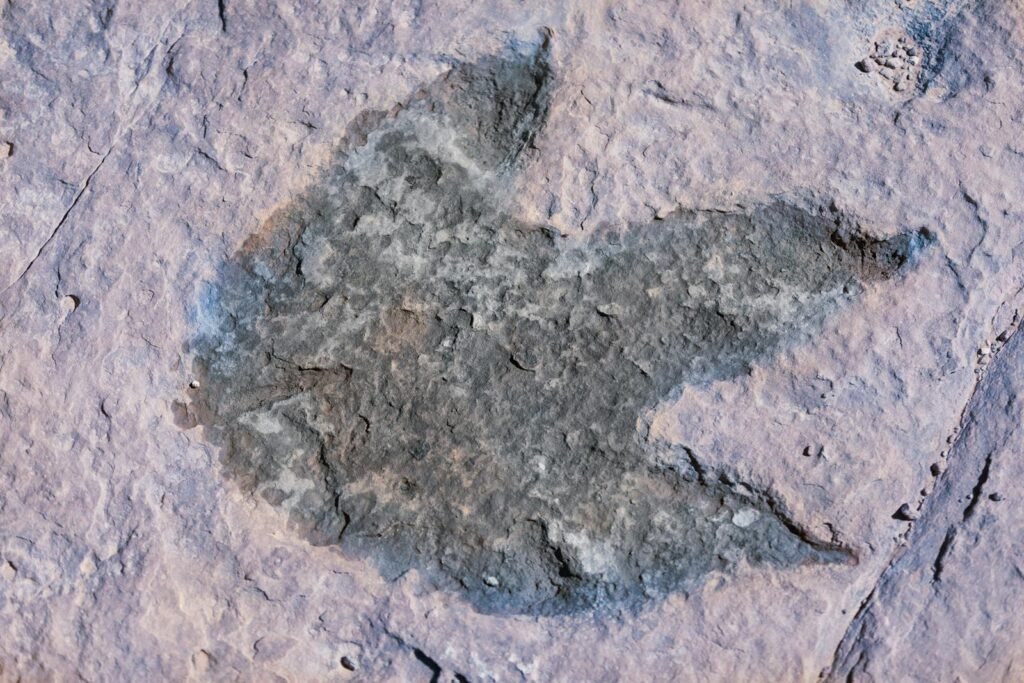 Close-up of a fossilized dinosaur footprint in rocky terrain, Brezina, Algeria.