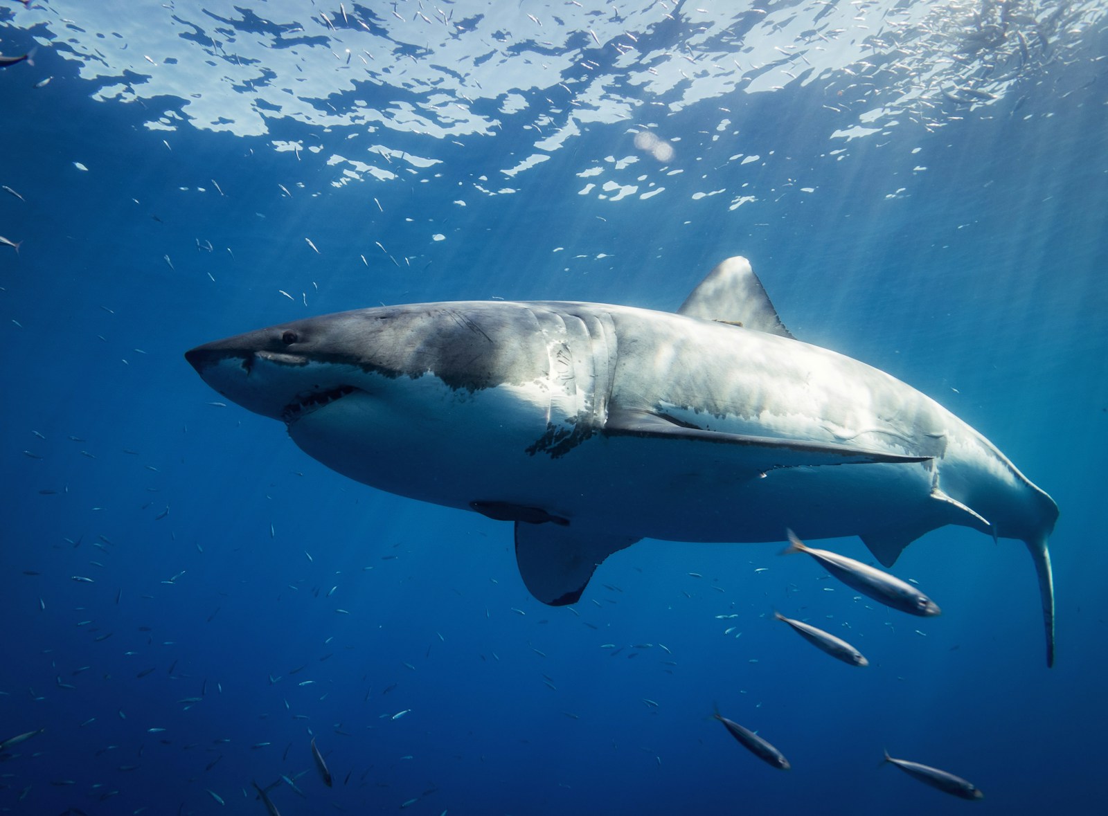 How Fast Can a Great White Shark Swim? The Answer May Surprise You