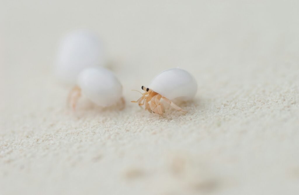 a group of tiny white crabs sitting on top of a white surface