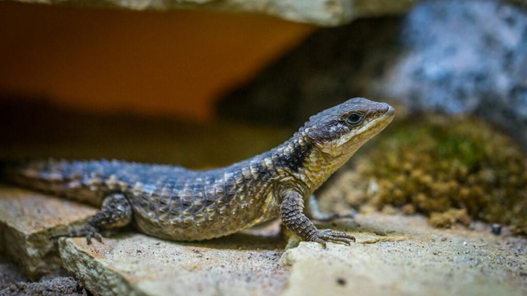 Detailed view of a tropical lizard in its natural habitat, displaying unique scales and coloration.