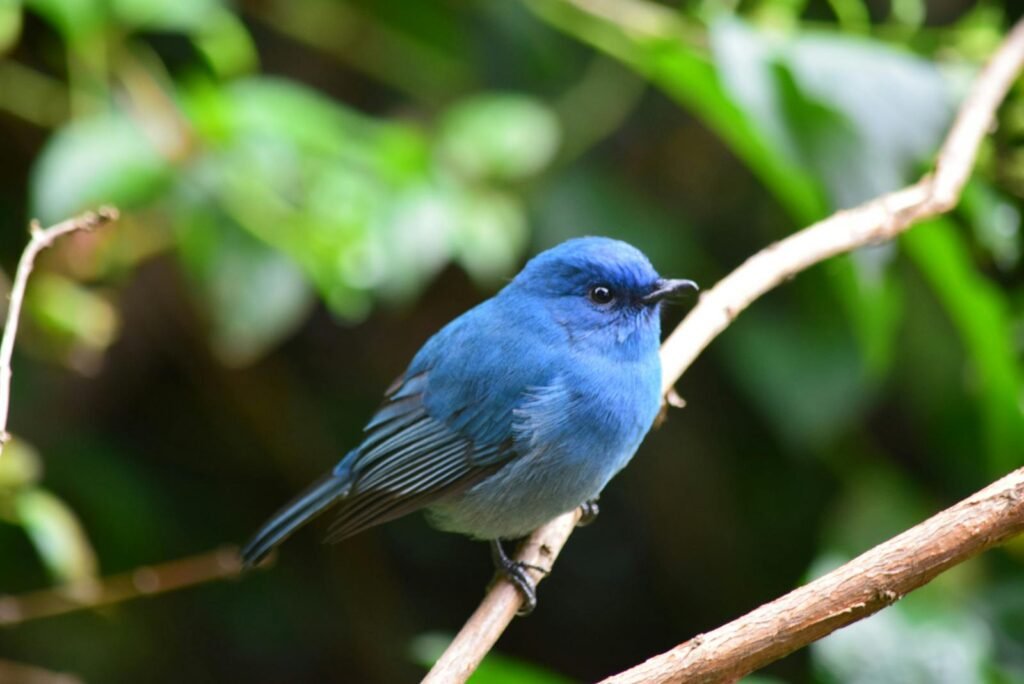 A stunning blue bird perched on a branch in the lush forests of Ooty, India.