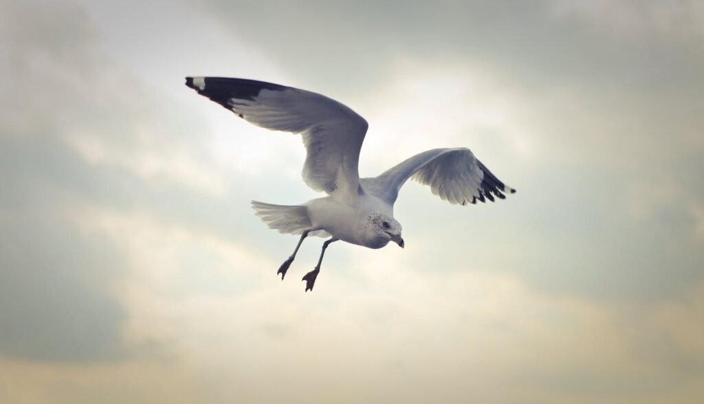 A majestic seagull in graceful flight, wings spread against a cloudy backdrop, symbolizing freedom in nature.